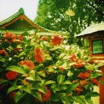 syasinn038